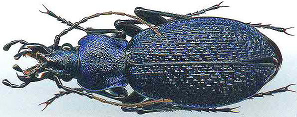 http://www.gorodinski.ru/carabus/Pagocarabus crassesculptus eleganticolor.jpg